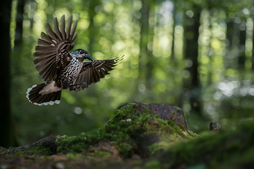 Wildlife
 Hero