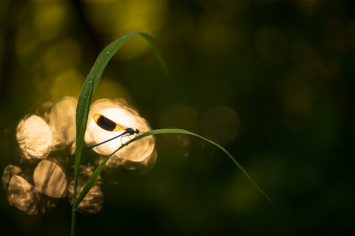 Insects
 Hero